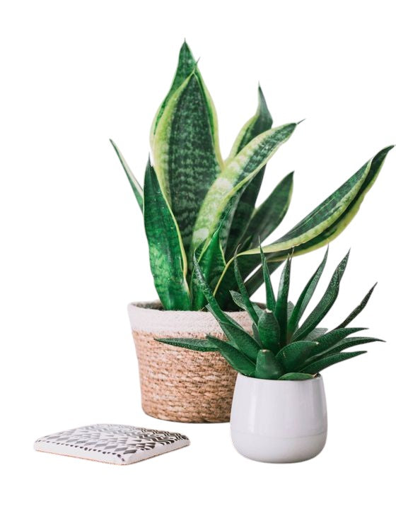 Plantas en Maceta