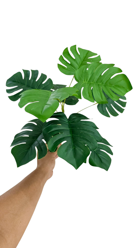 Planta Hoja de Costilla de Adan Monstera - DF182