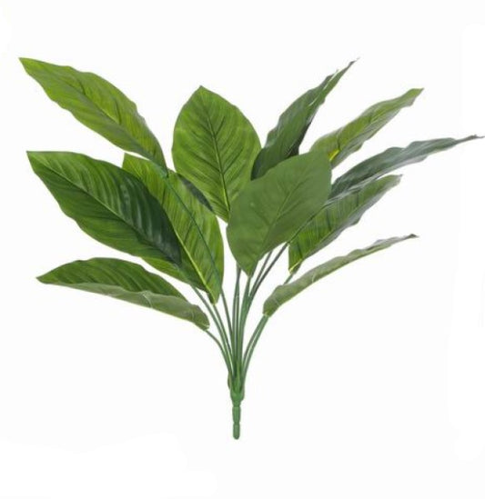 Planta Hoja de Lengua - DF192