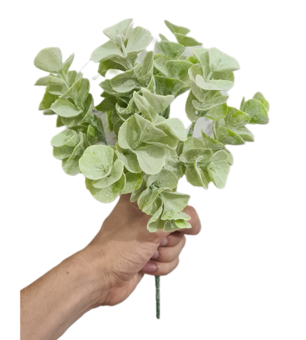 Follaje de Dolar 30cm - CL011