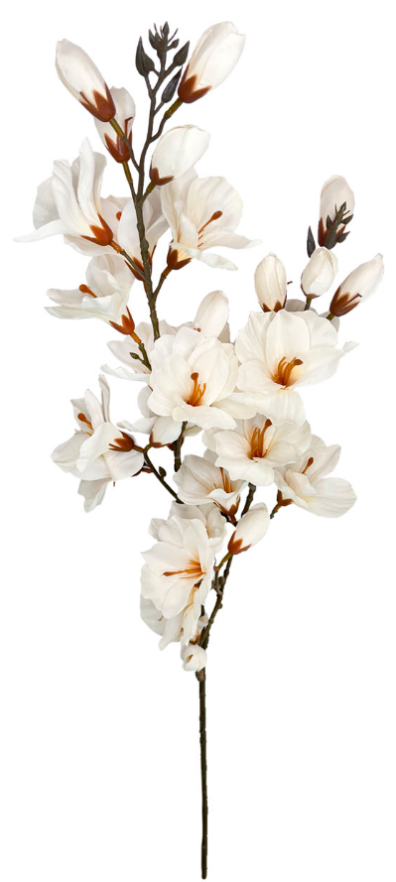 Vara de Magnolia - DF024