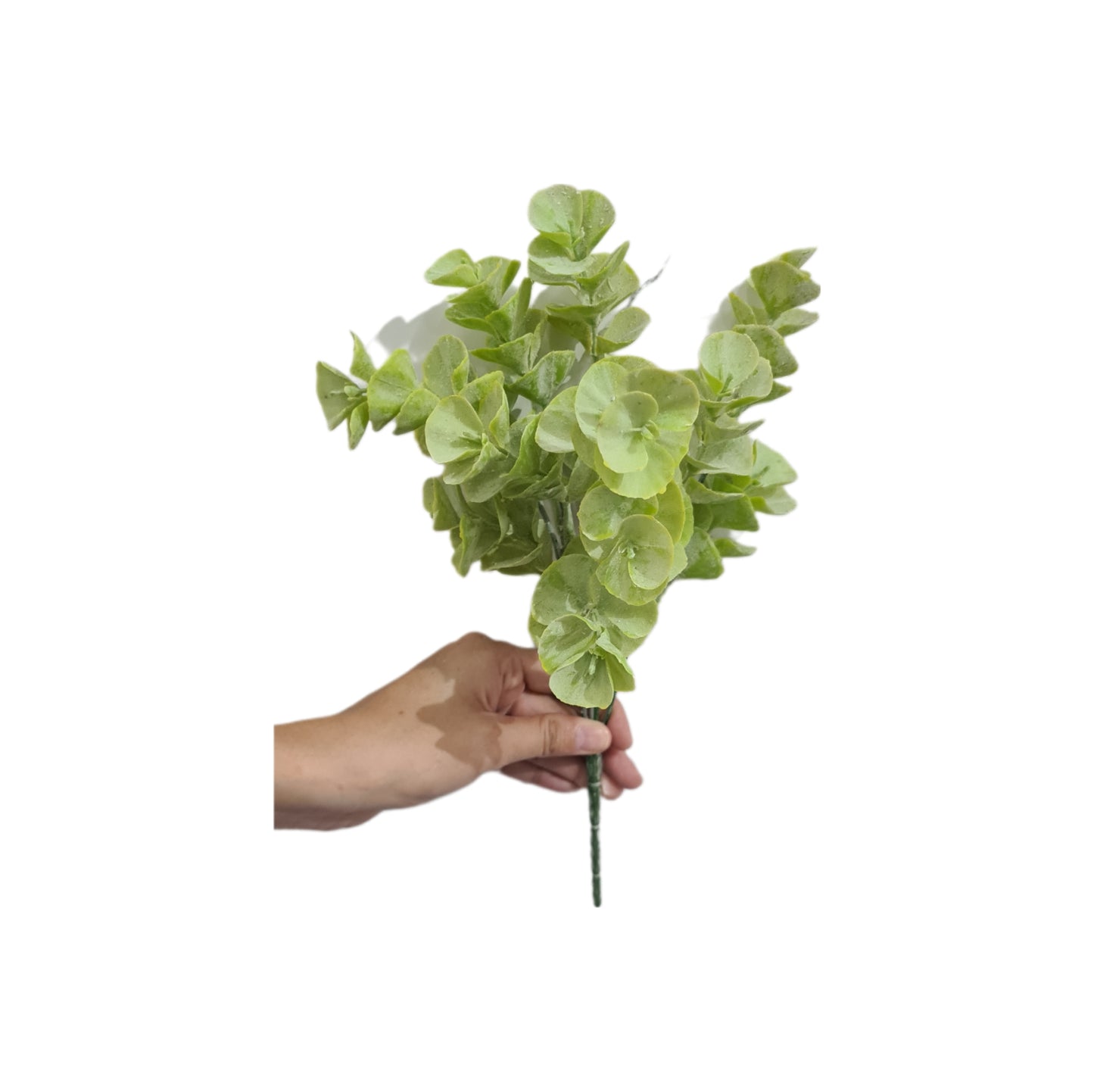 Follaje de Dolar 30cm - CL011