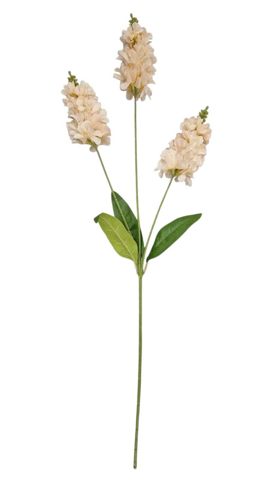 Vara De Delphinium Nardo
