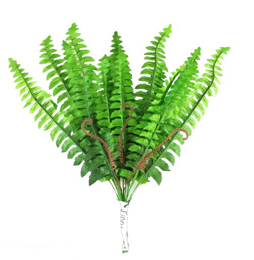 Planta Helecho 50 cm Variante B