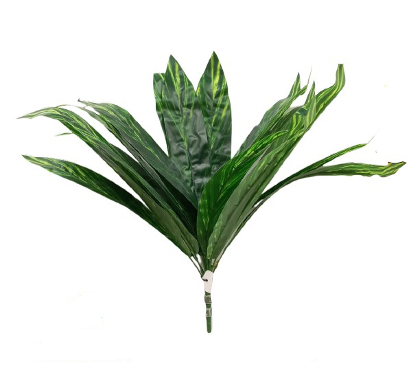 Planta Lengua de Burro Variante A